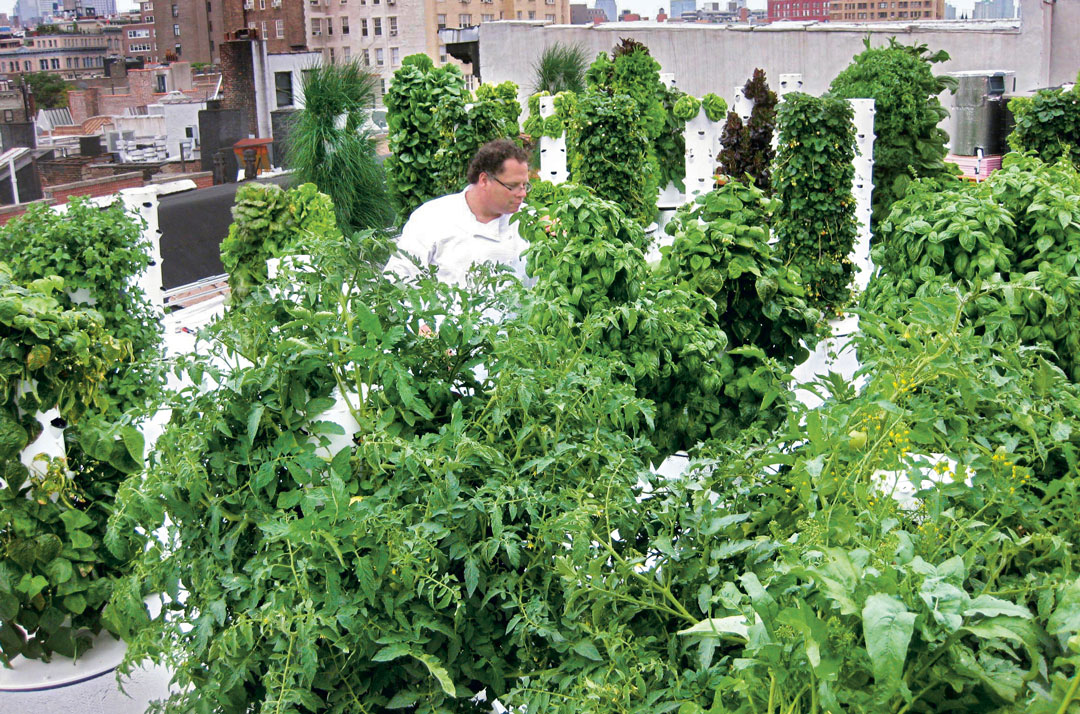 John Mooney in his rooftop garden at Bell, Book & Candle, Manhattan. As featured in The Garden Chef