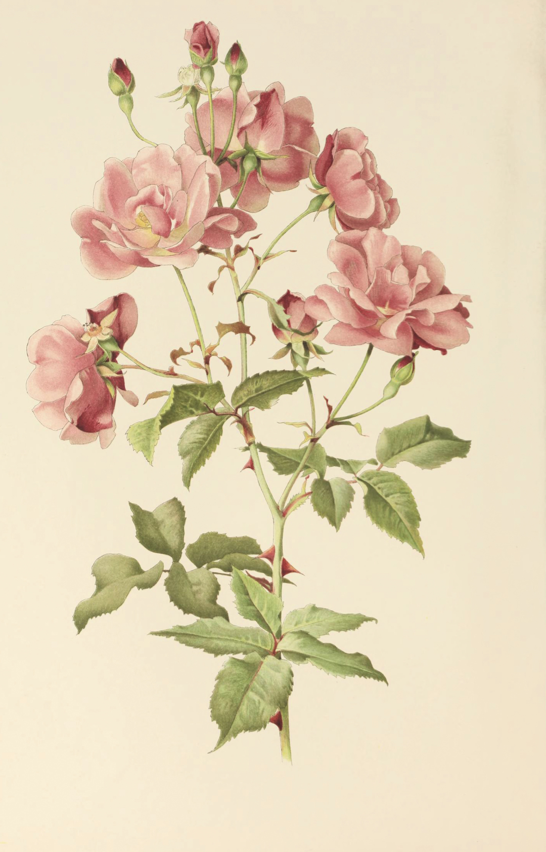 Alfred Parsons and Ellen Willmott, Rosa chinensis,fromThe Genus Rosa, 1910–14