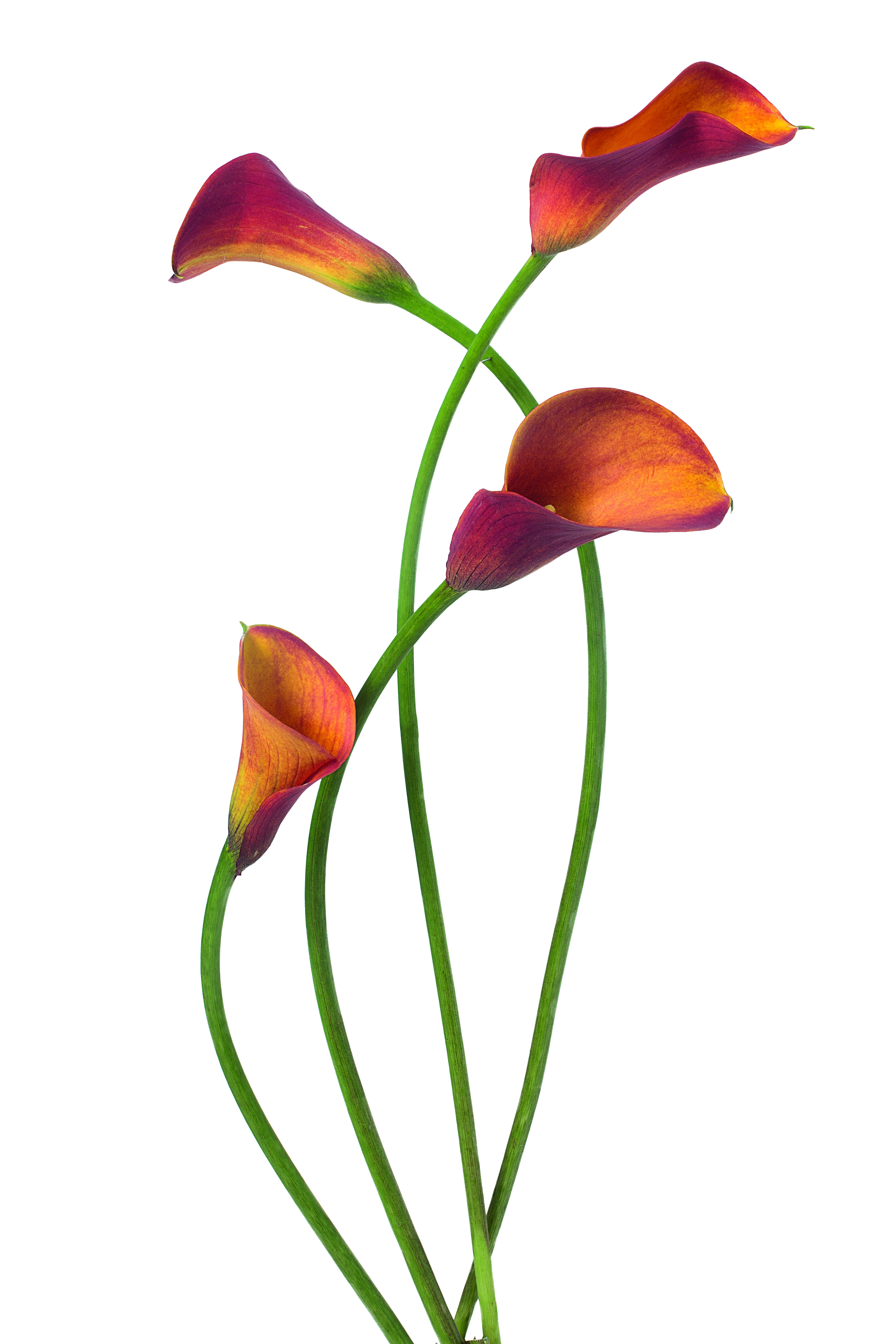 Calla lilies from The Flower Colour Guide