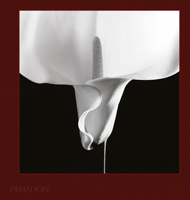 Mapplethorpe Flora: The Complete Flowers | Photography | Phaidon Store