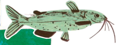 A catfish illustration from United Tastes of America
