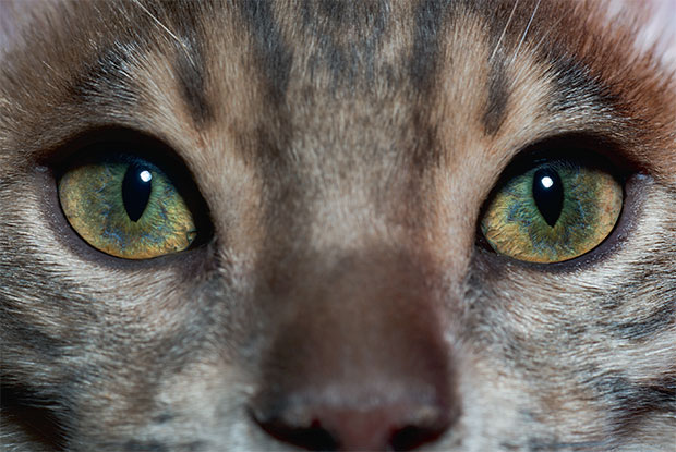 A domestic cat's eyes, photographed by Robert Clark. As reproduced in Evolution: A Visual Record