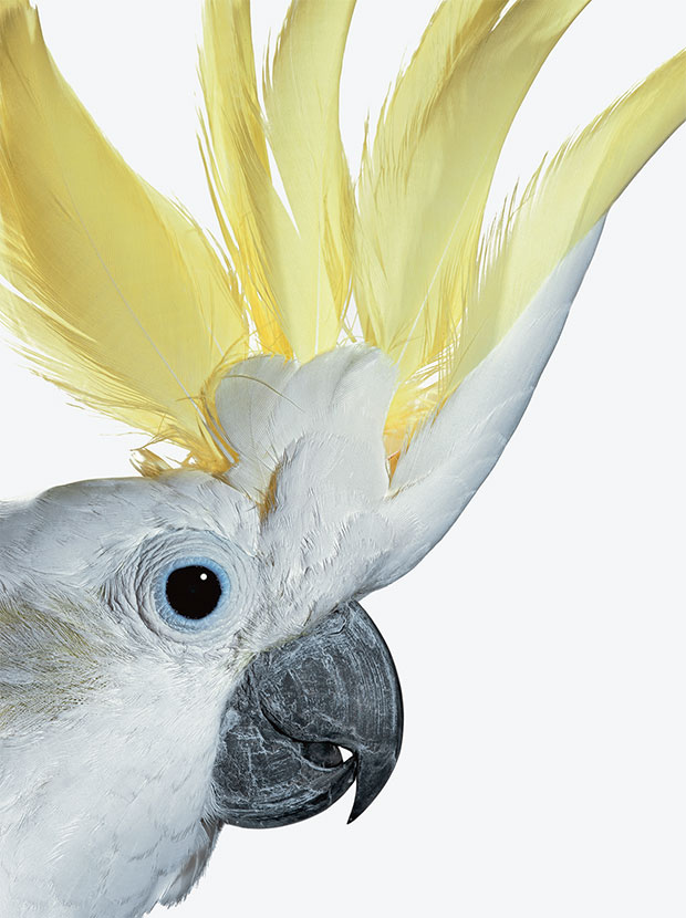 A cockatoo photographed by Robert Clark. From Evolution: A Visual Record