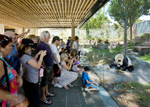 HASSELL's Giant Panda Forest at Adelaide Zoo