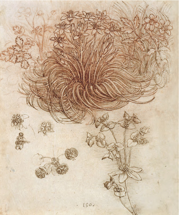 The Art of the Plant – Leonardo da Vinci | Art | Agenda ...