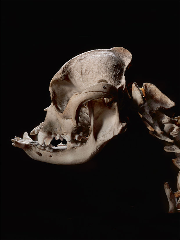 Robert Clark's photograph of a bulldog's skull. From Evolution: A Visual Record