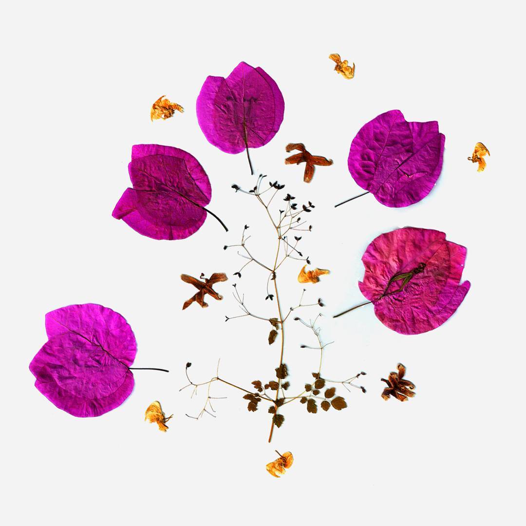 Aakriti Khurana's dried leaves and flowers submission (image courtesy of @_aakritikhurana)