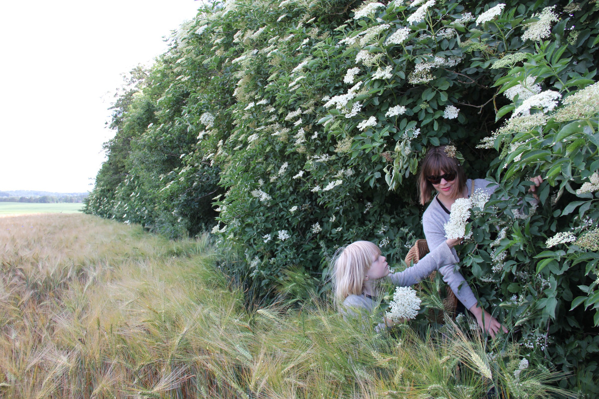 A young elderflower forager. Photograph by Kristoffer Melson, courtesy of Vild Mad