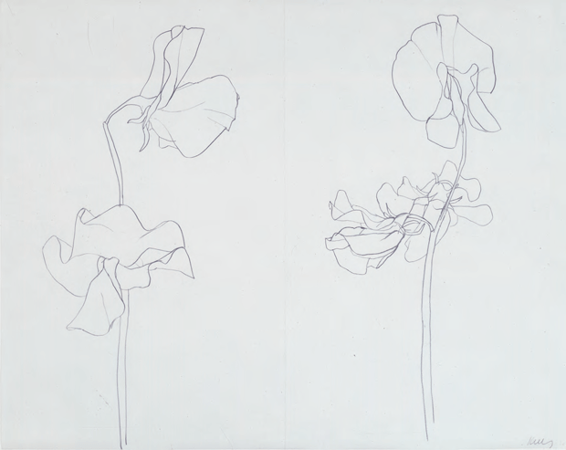 Sweet Pea (1960) by Ellsworth Kelly. From Plant: Exploring the Botanical World