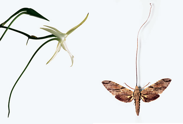 Angraecum sesquipedale (now commonly known as Darwin’s orchid) and the Xanthopan morganii moth as photographed by Robert Clark for Evolution
