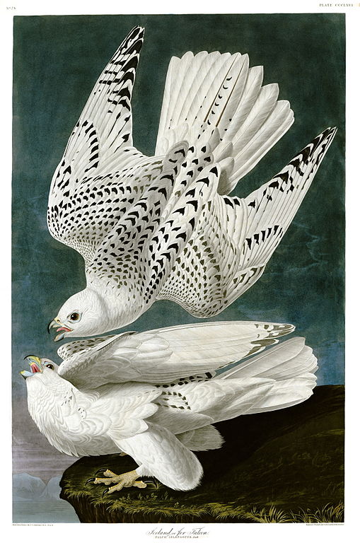 Gyrfalcon , Falco rusticolus (1927-38) by John James Audubon