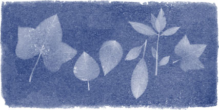 The Google Doodle honouring Anna Atkins