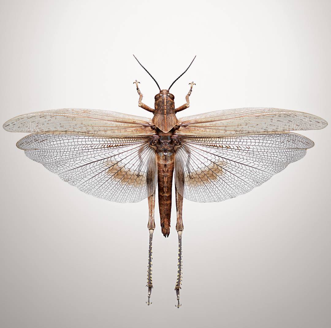 A grasshopper photographed by Jonathan Gregson
as featured in On Eating Insects