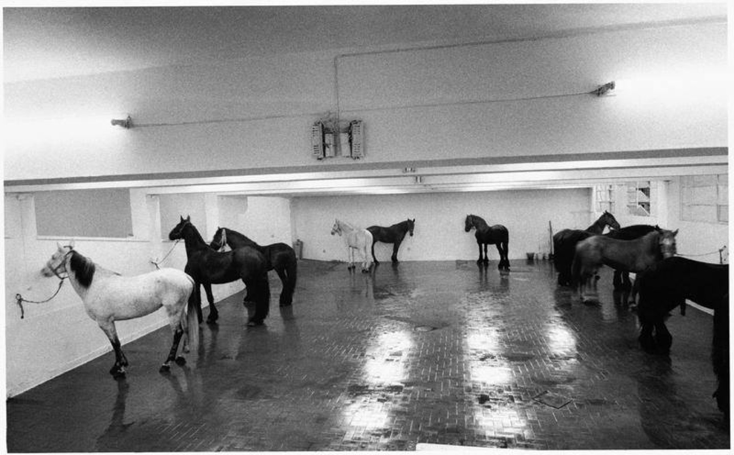 Untitled (12 horses), (1969) by Jannis Kounellis at the L’Attico Gallery, Rome