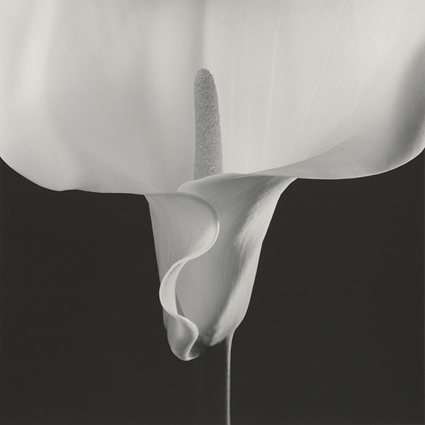 Calla Lily, 1988, by Robert Mapplethrope. Gelatin silver print Image: 49 x 49 cm (19 5/16 x 19 5/16 in.) Jointly acquired by the J. Paul Getty Trust and the Los Angeles County Museum of Art; partial gift of The Robert Mapplethorpe Foundation; partial purchase with funds provided by the J. Paul Getty Trust and the David Geffen Foundation, 2011.9.26 © Robert Mapplethorpe Foundation
