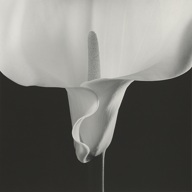 Robert Mapplethorpe, Calla Lily, 1988, Gelatin Silver Print © Robert Mapplethorpe Foundation. Mapplethorpe Flora: The Complete Flowers, Phaidon
