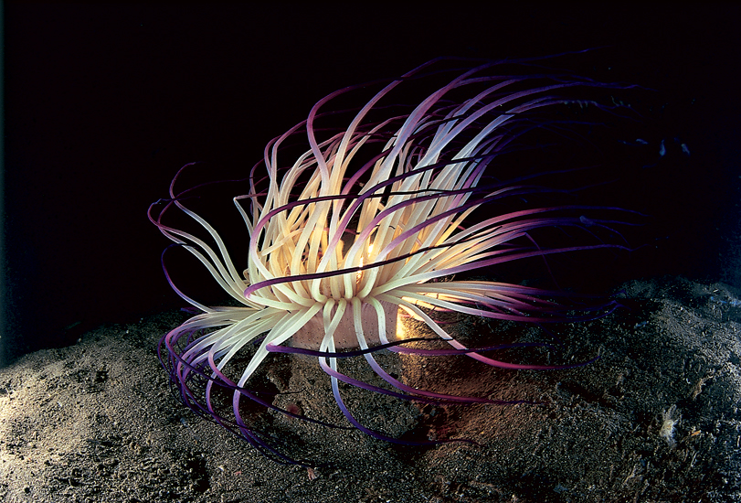 David Doubilet, Cerianthid anemone (1989), Suruga Bay, Japan
