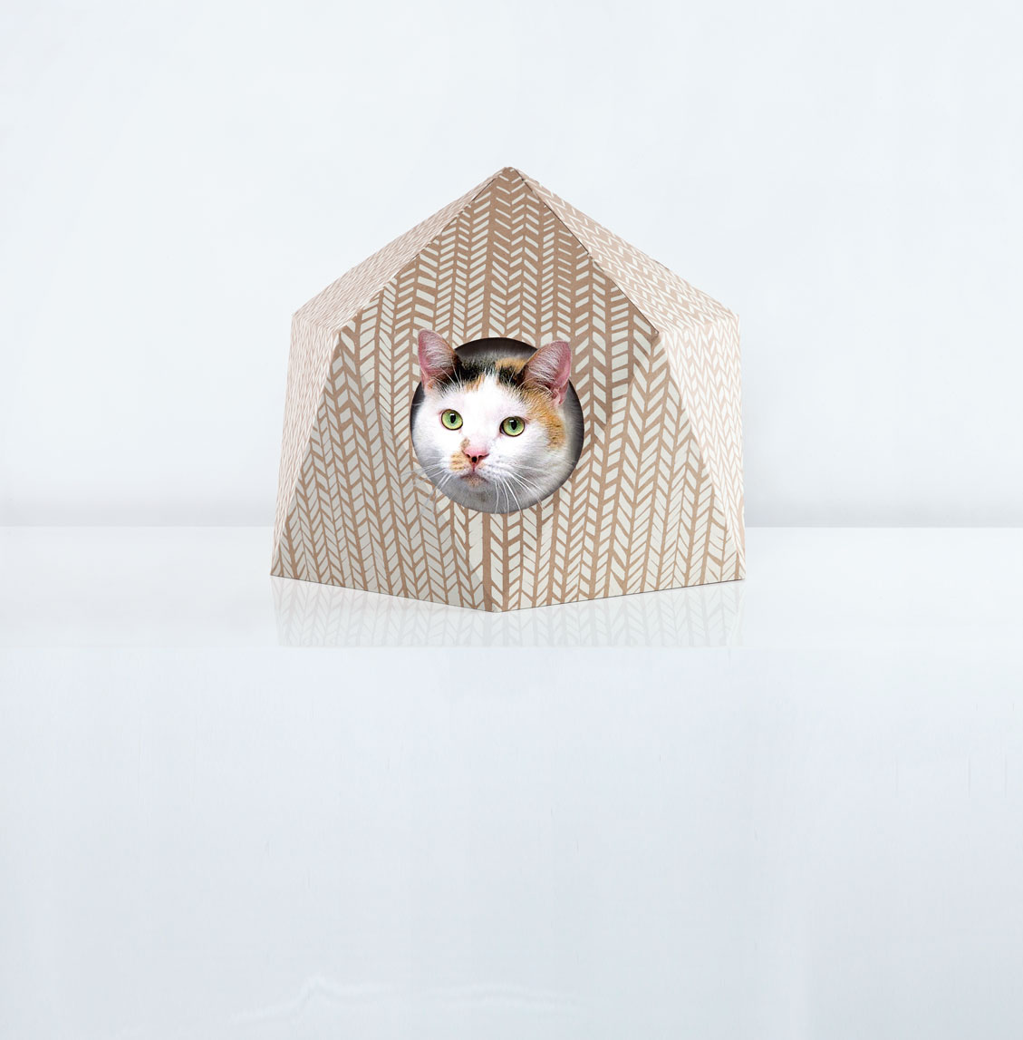 Butterfly poses in The Cat Cube by Delphine Courier from Pet-tecture