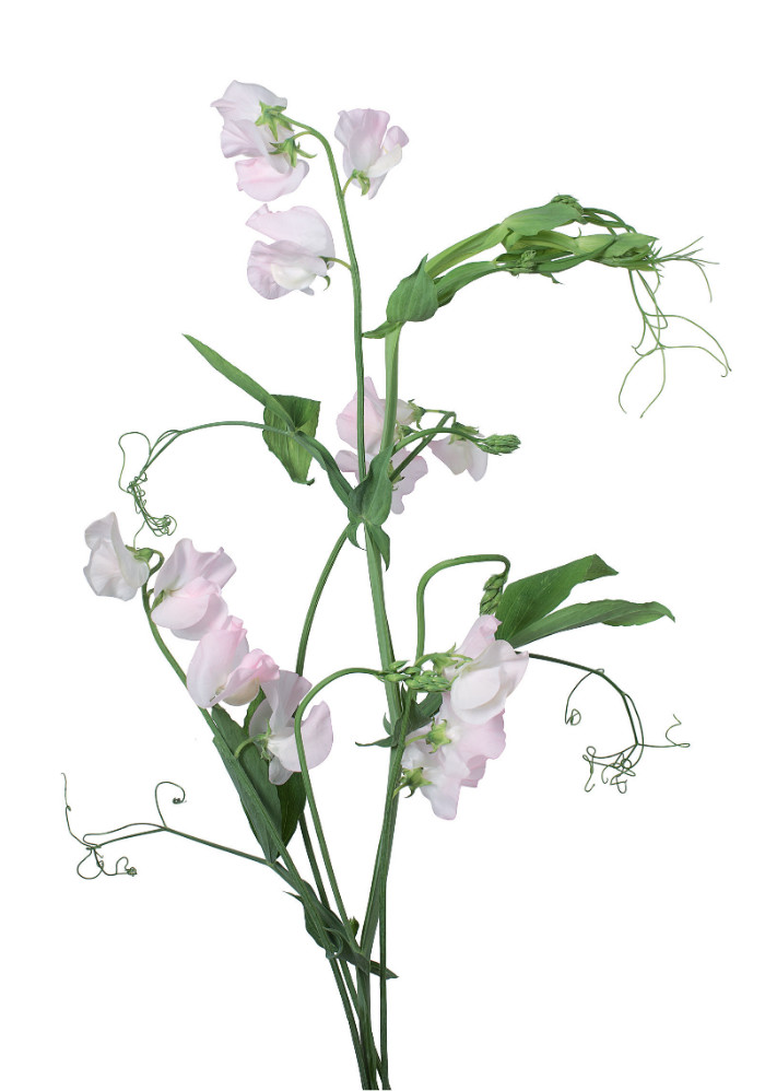 Pale pink sweet pea, from Flower Color Guide