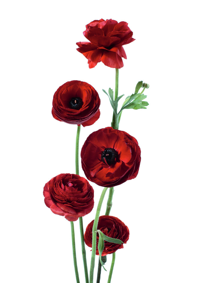 Ranunculus dark red, from Flower Color Guide