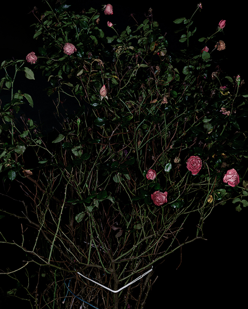 The Rose Gardens (Display) (VI) (2014) by Sarah Jones