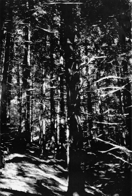 Wald (Briol I) (2008) by Wolfgang Tillmans