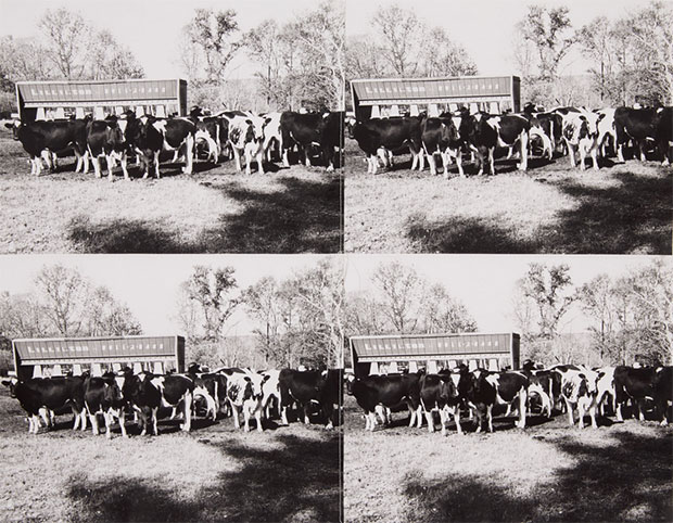 Cows stitched together, part of Andy Warhol's 'stitched-unstitched' series
