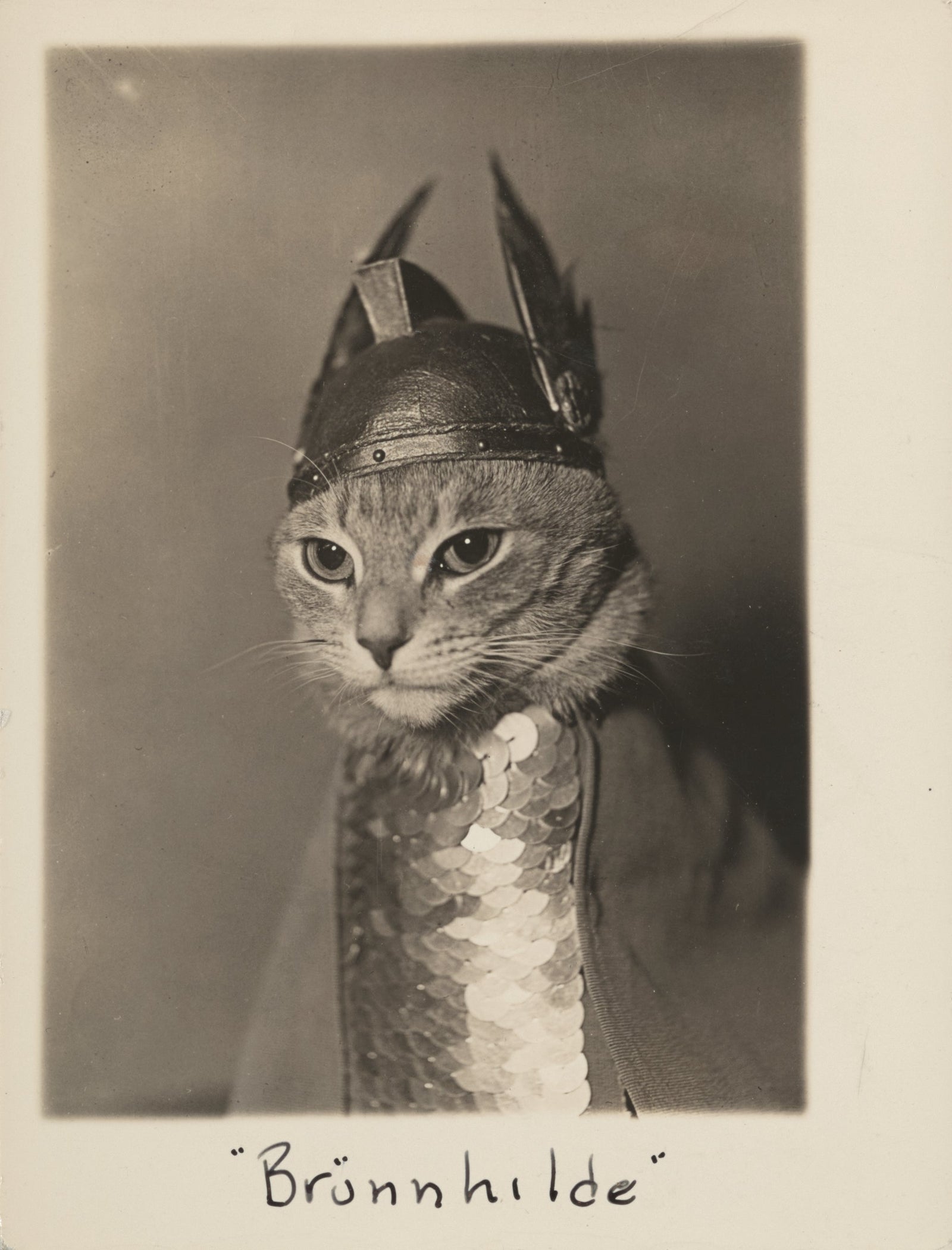 We must tell you about these much-admired moggies from our new book, CAT