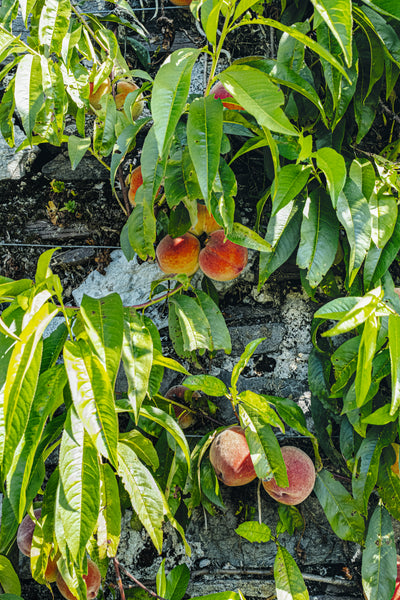 Peaches at Ballymaloe House. Photo by Cliodhna Prendergast
