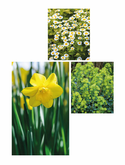 yellow daffodil surrounded by green blades of grass, white daisies with yellow centers in a garden setting, clusters of vibrant green foliage with small round leaves
