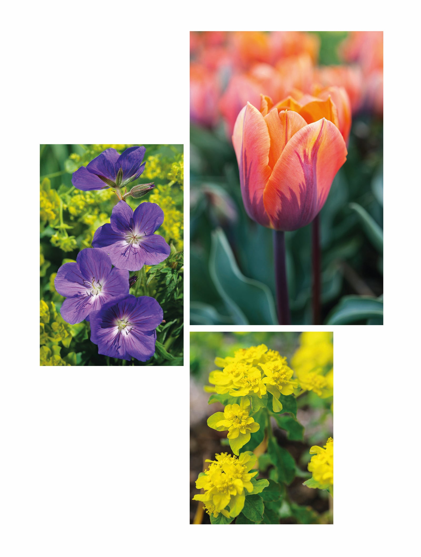 Signs of Spring. 1 (top right) Tulipa 'Prinses Irene' 2 (left) Geranium 'Brookside' 3 (bottom right) Euphorbia epithymoides 'Major'. Picture credits: Jason Ingram (1,3) Clive Nichols (2)