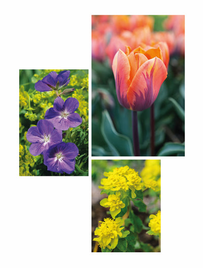 Signs of Spring. 1 (top right) Tulipa 'Prinses Irene' 2 (left) Geranium 'Brookside' 3 (bottom right) Euphorbia epithymoides 'Major'. Picture credits: Jason Ingram (1,3) Clive Nichols (2)