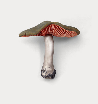 Bjork, Burning Man, and a Bavarian brooch - our new book Fungi is a bit different to other books about mushrooms. . .