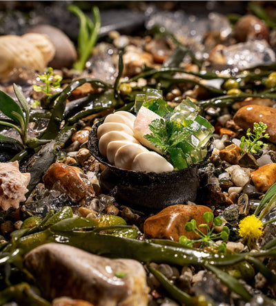 sophisticated seafood presentation featuring jelly, scallops, and garnishes surrounded by seaweed and pebbles