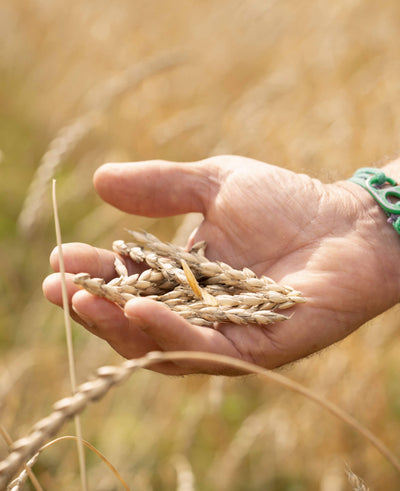 hand holding ripe wheat ears against a blurred golden field background