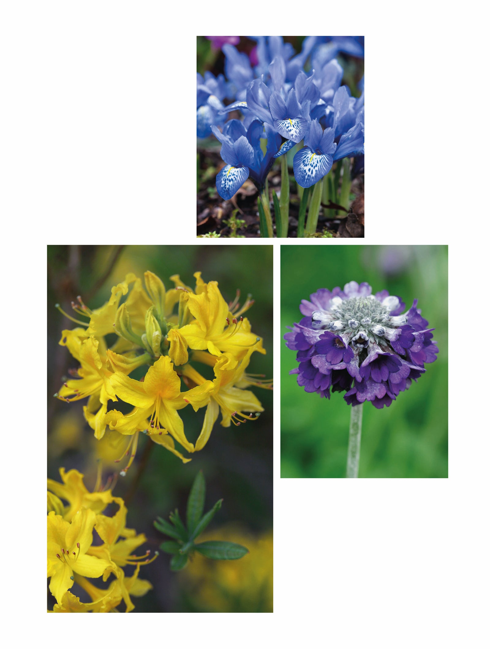 Spring Turns to Summer. 1 (bottom left) Rhododendron luteum 2 (bottom right) Primula capitata subsp. Mooreana 3 (top) Iris histrioides ‘Lady Beatrix Stanley’. Picture credits: © Andrea Jones/Garden Exposures Photo Library (1, 2) GAP Photos (3)
