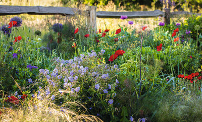 vibrant wildflower garden with red poppies, purple alliums, and lush green foliage along a rustic wooden fence