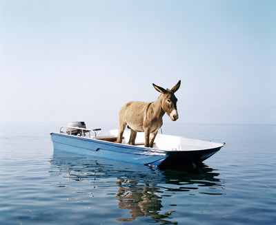 donkey standing on a small blue boat in calm water with a clear sky in the background