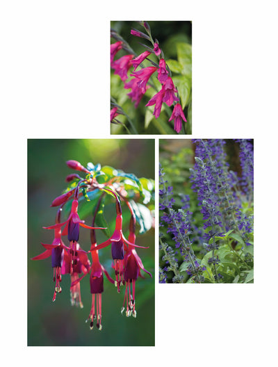 High Summer. 1 (bottom left) Fuchsia magellanica 2 (bottom right) Salvia 'Indigo Spires'; 3 (top) Gladiolus communis subsp. byzantinus.Picture credits: Claire Takacs (1) GAP Photos: Martin Hughes-Jones (2) Pernilla Bergdahl (3)