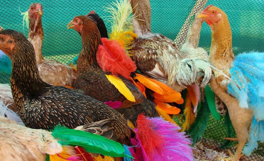 Laura Lima performance art piece featuring chickens at Performa 15 exhibition