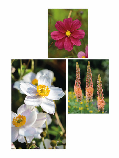 pink cosmos flower, white anemone flowers, tall orange and yellow foxglove flowers