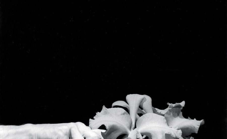 Mapplethorpe Flora flower arrangement black and white photography by Muschamp 900x450 image