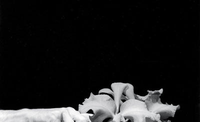 Mapplethorpe Flora flower arrangement black and white photography by Muschamp 900x450 image