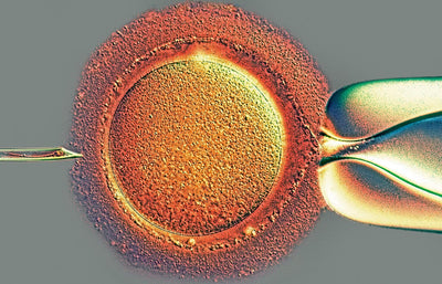 sperm approaching egg fertilization process human reproduction biology image