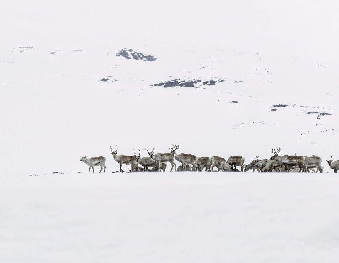 360 degree view of a reindeer standing in a snowy landscape with clear blue sky background