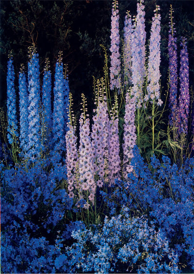 delphiniums flowers blue purple garden tall spikes blooming summer