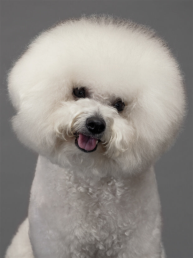 fluffy dog evolution illustration showing stages of growth from puppy to adult dog