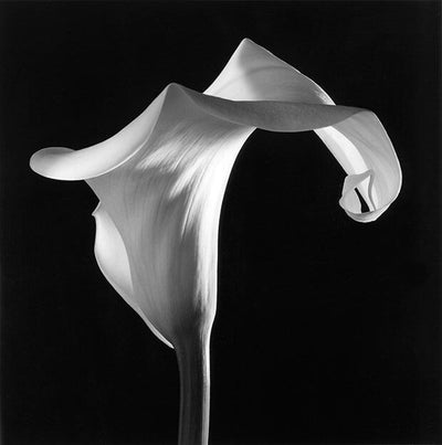 Mapplethorpe calla lily black and white close-up photograph elegant flower petals detailed texture