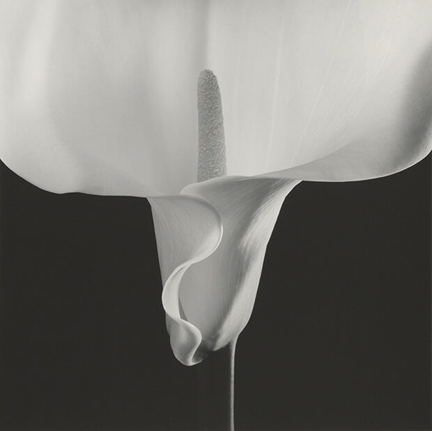 black and white close-up photograph of a lily flower by Robert Mapplethorpe