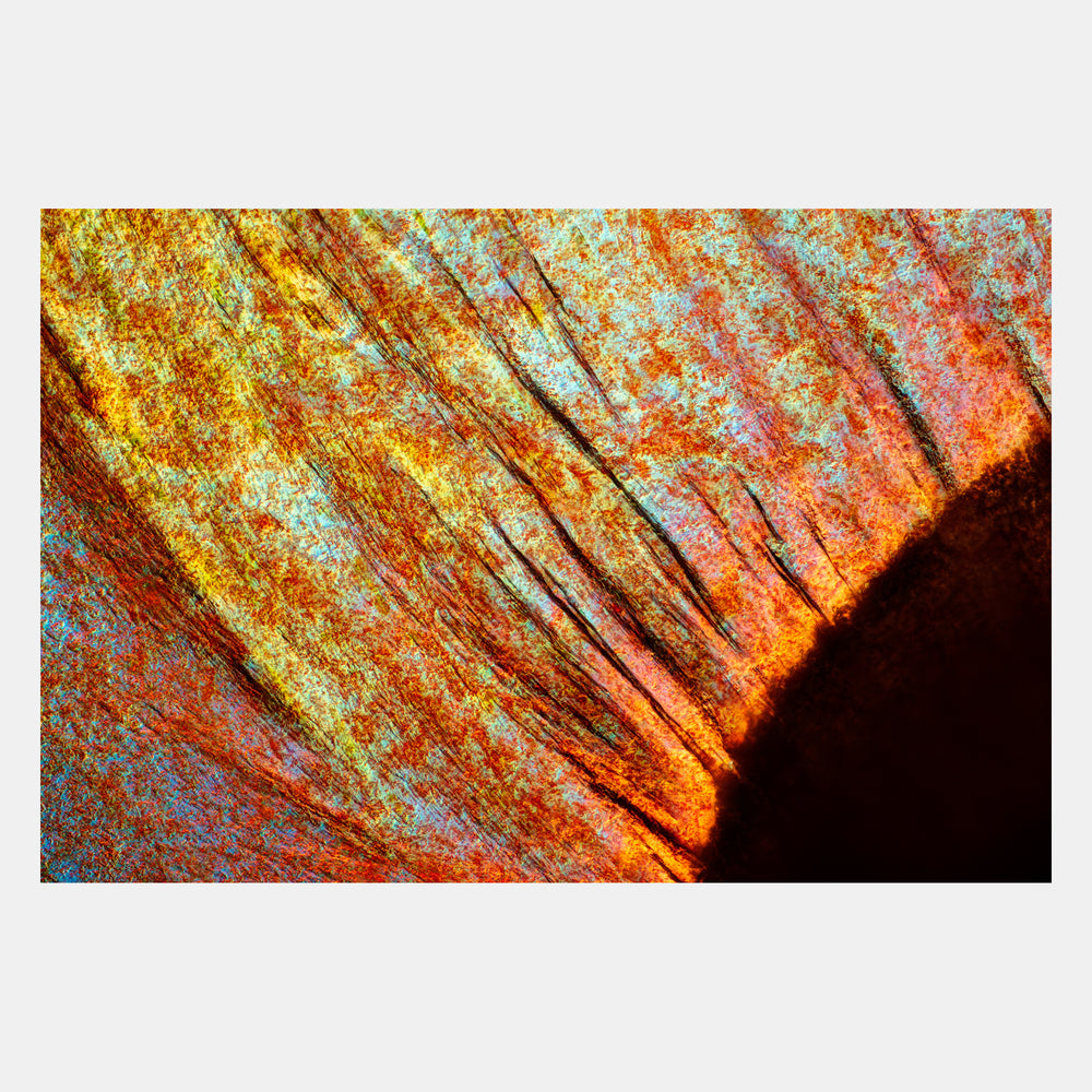 Food & Drink: Modernist Cuisine Photography